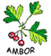 Ambor