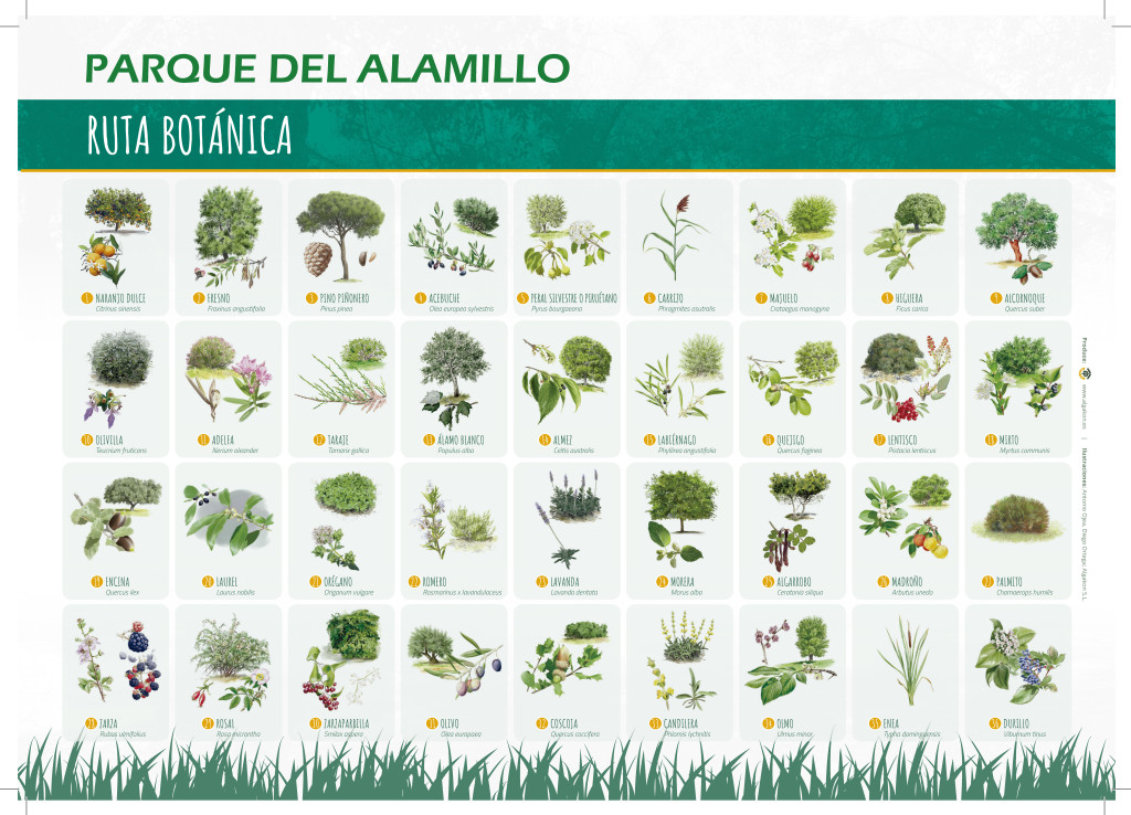 folleto ruta botánica Alamillo2_Algako
